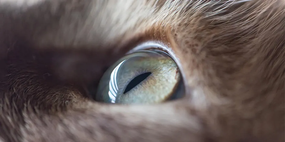 Sabemos como ven los gatos?: Vitakraft, con amor