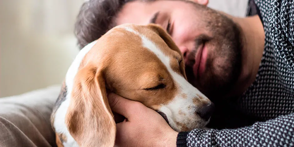 cuanto tarda en recuperarse la perra de la esterilizacion