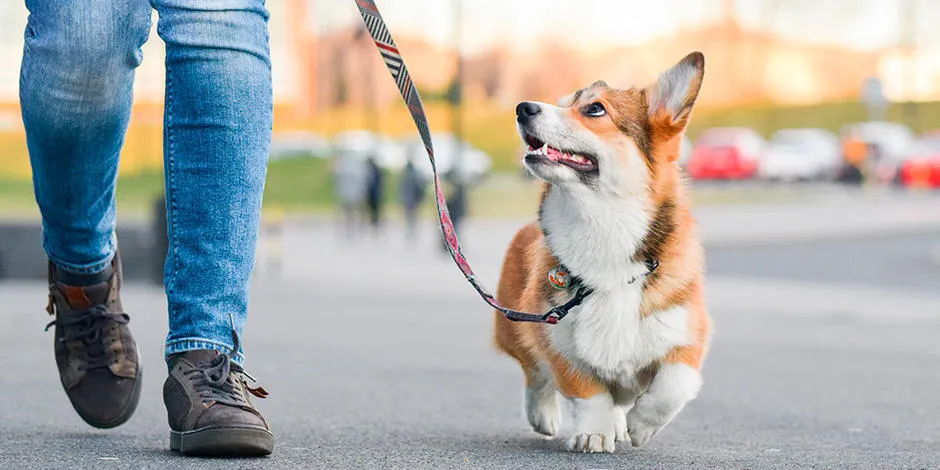 como se pasea un perro con un recien nacido