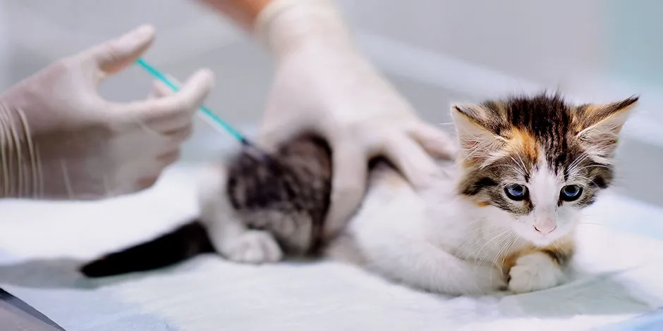 Las vacunas para gatos se aplican desde que es cachorro y le darán las bases para su salud durante toda su vida.
