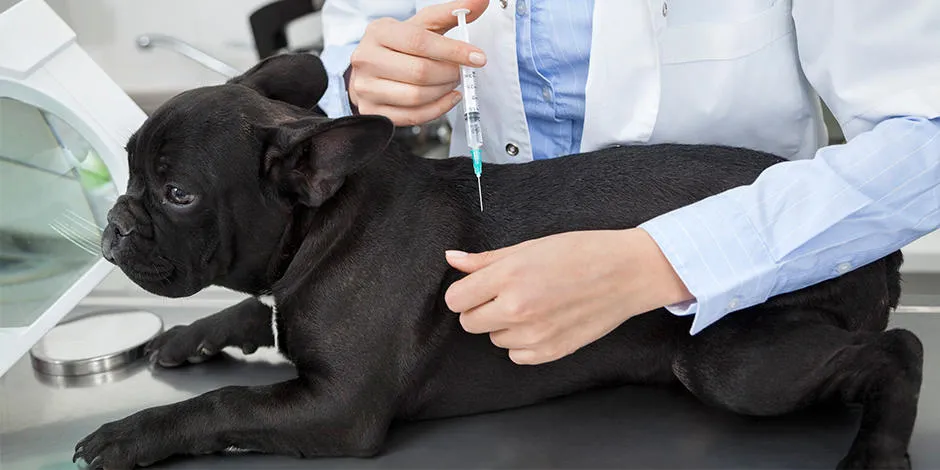Qué es el en perros? Síntomas y tratamiento | Purina