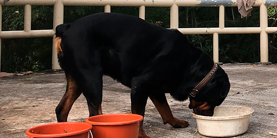ROTTWEILER 940X470 7 ALIMENTO.png
