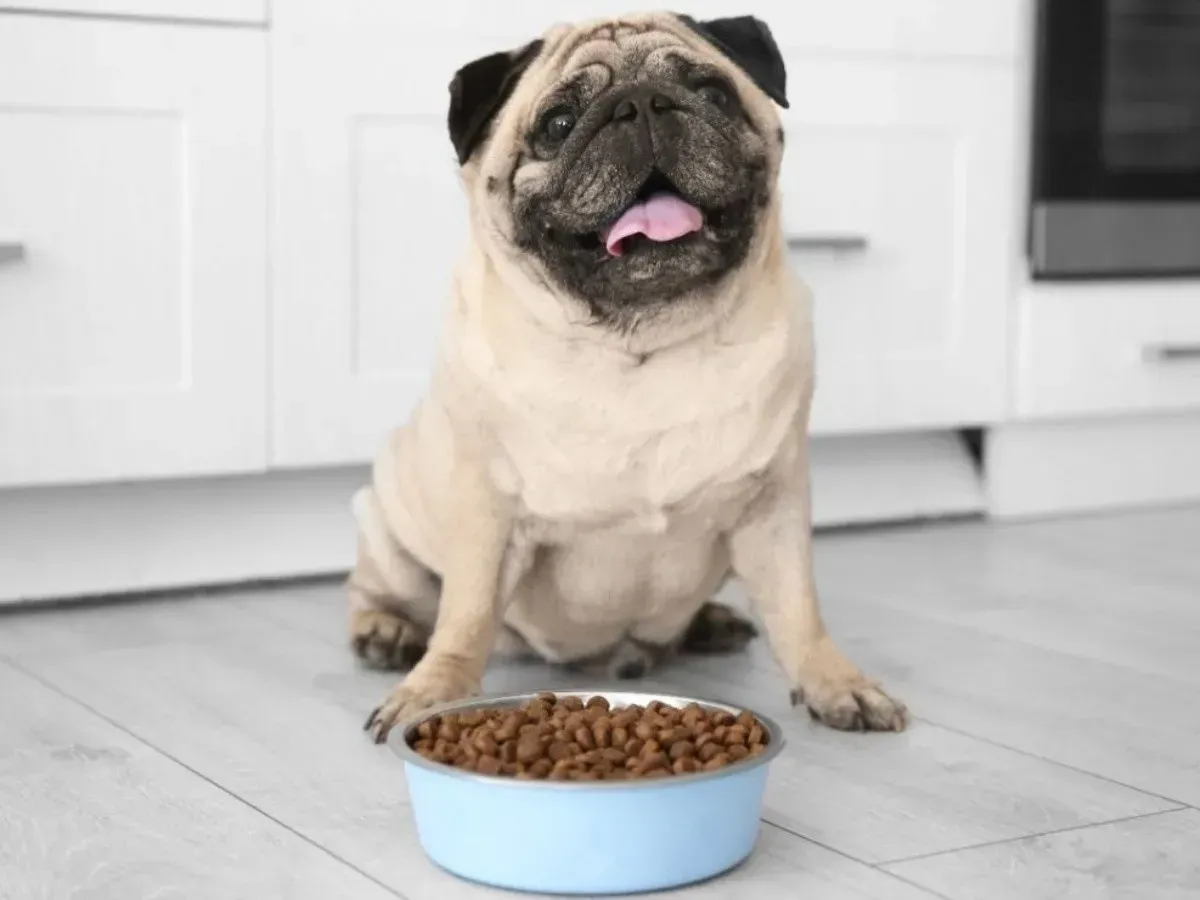 Pug purina sales