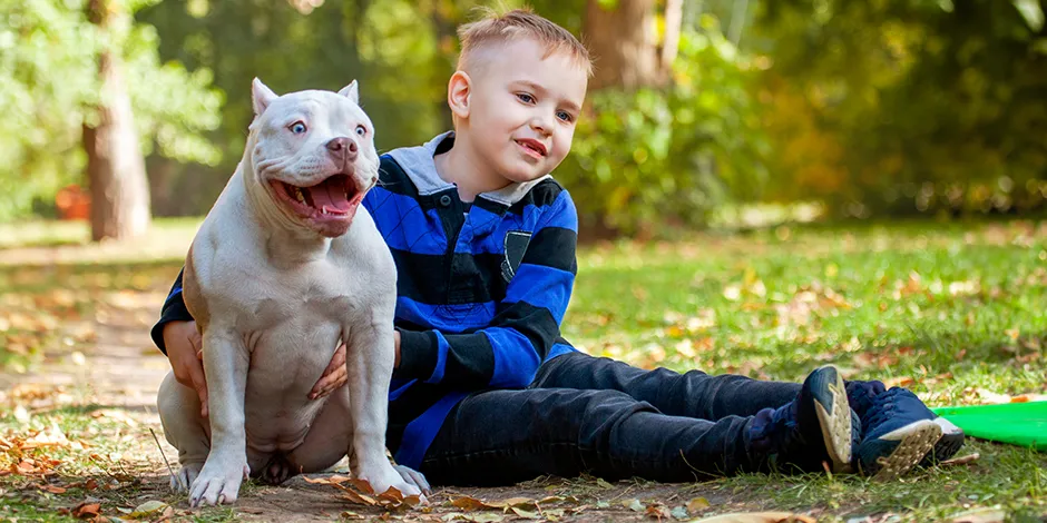 AMERICAN BULLY 940X470 8 SOCIALIZACION.png