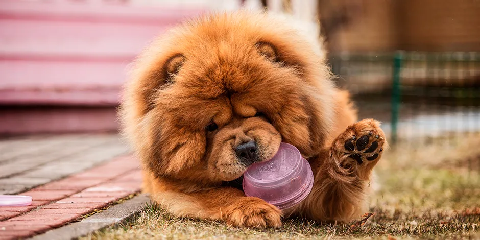 CHOW CHOW 940X470 6 ALIMENTO.png