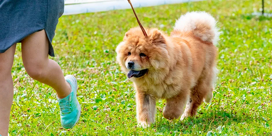 CHOW CHOW 940X470 7 EJERCICIO.png