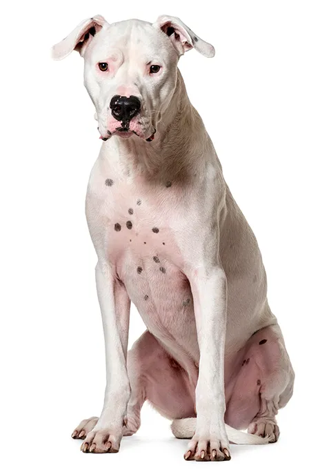 DOGO ARGENTINO 480X684.png