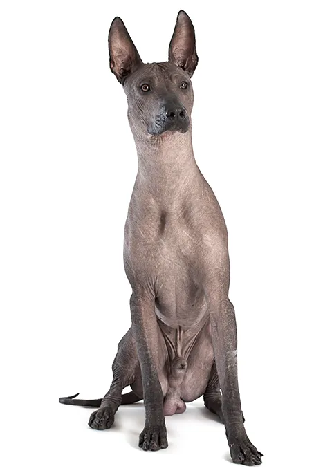 XOLOITZCUINTLE 480X684.png