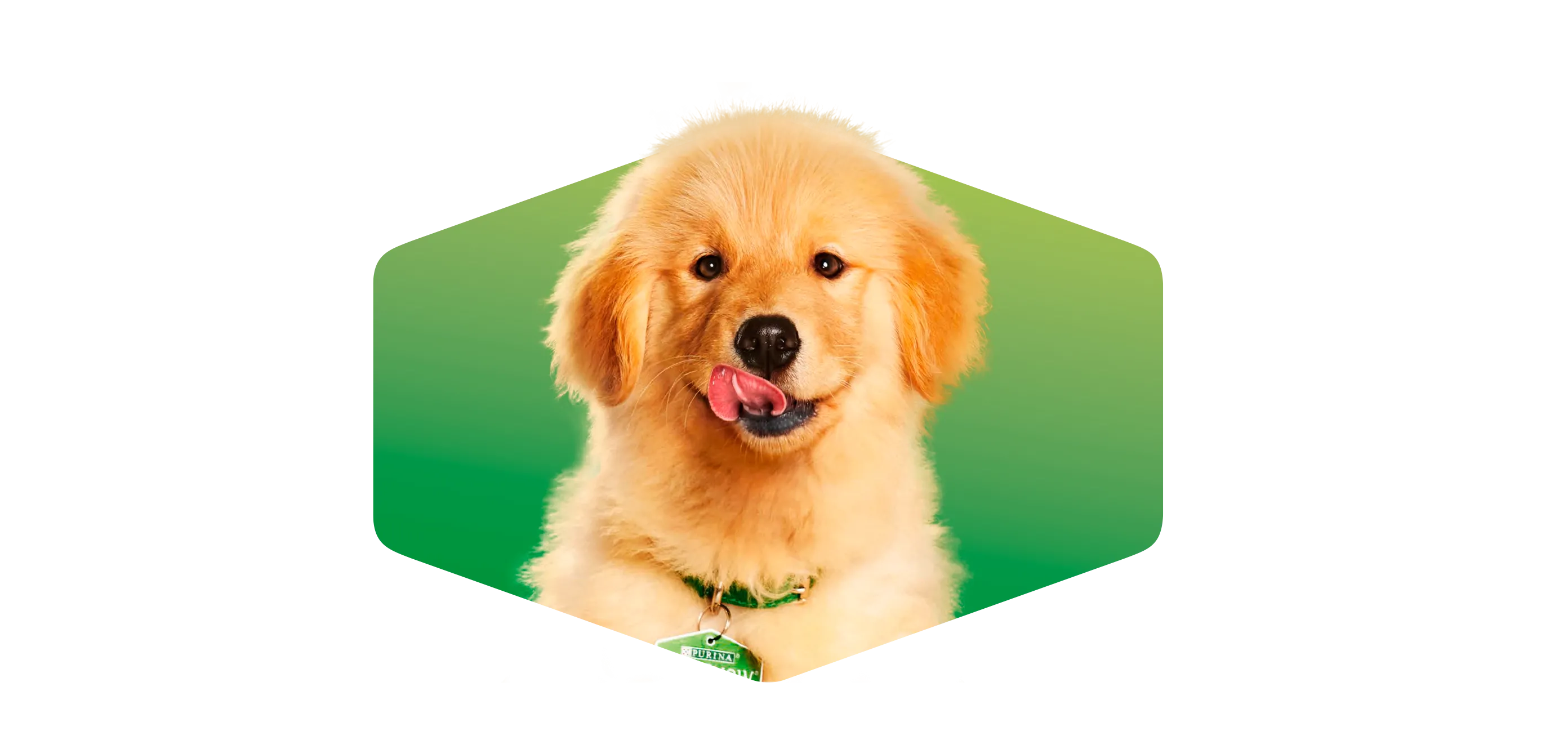 purina-dog-chow-suscripcion-newsletter.png