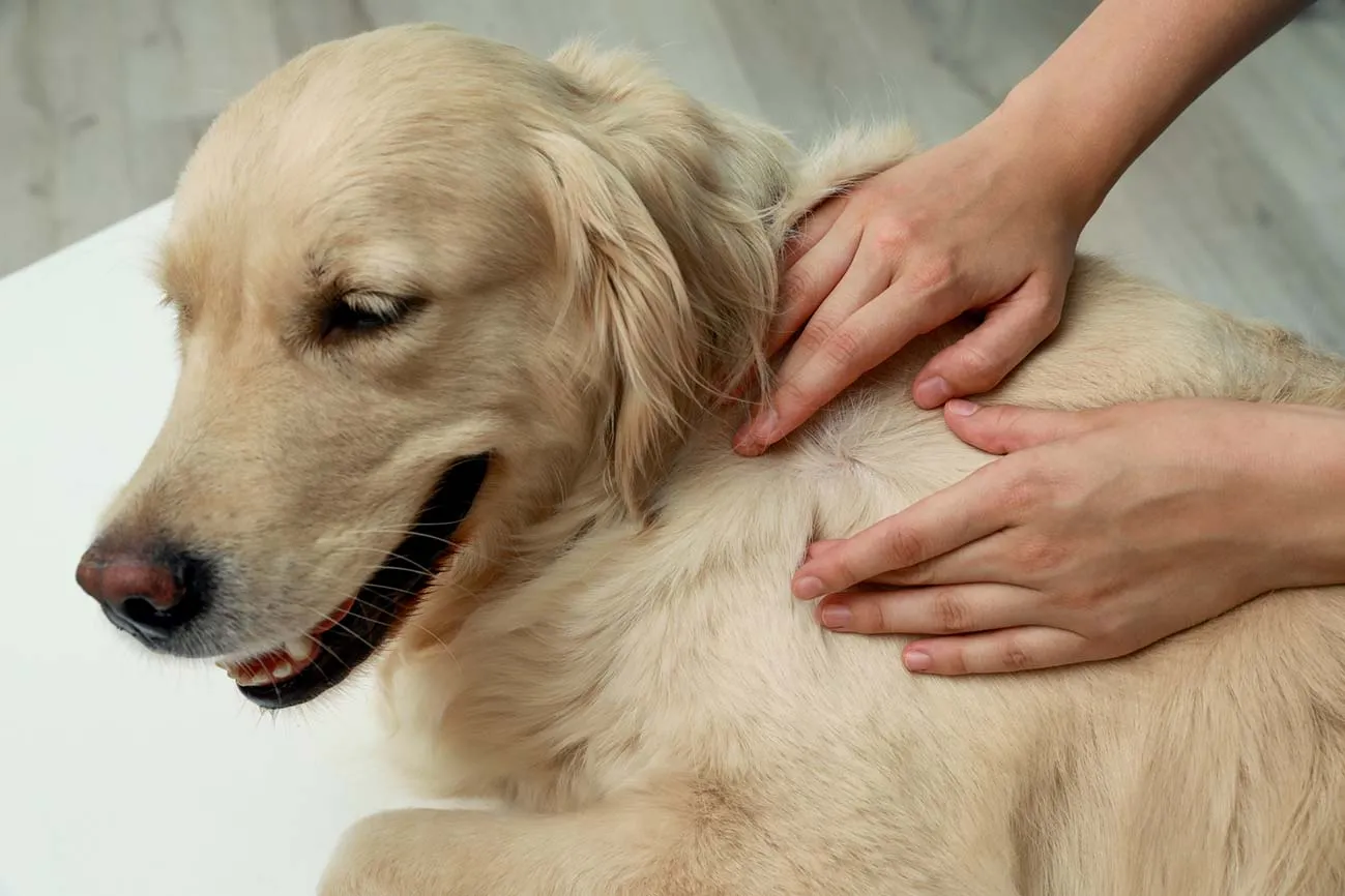Evita los ácaros en perros, revisando el lomo de tu mascota, moviendo el pelaje y llevándolo al veterinario.