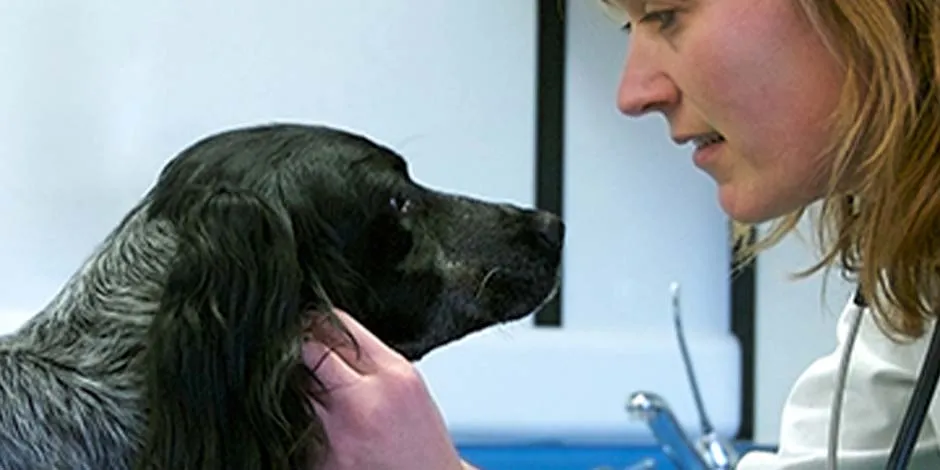 Tras la esterilización de perros como la de este can de raza mediana, color negro, lleva a tu mascota al veterinario.