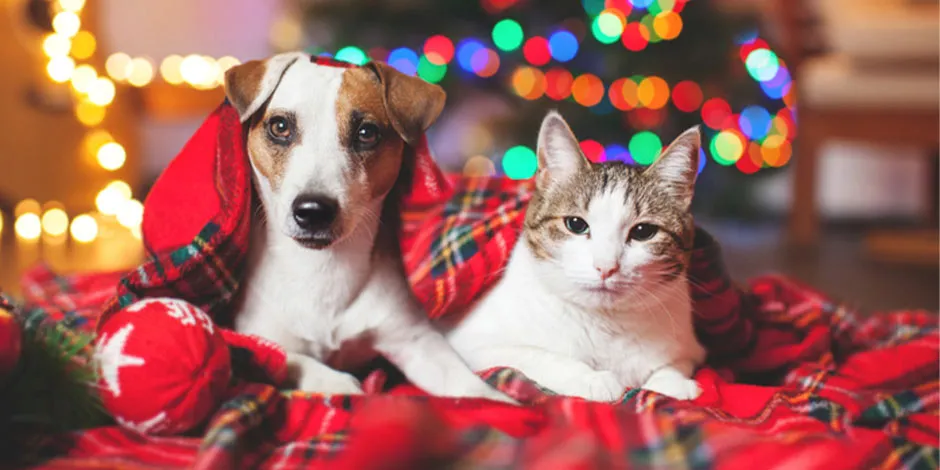 Aprende lo básico al hablar de cuidados para mascotas en Navidad y protege a tu mejor amigo.