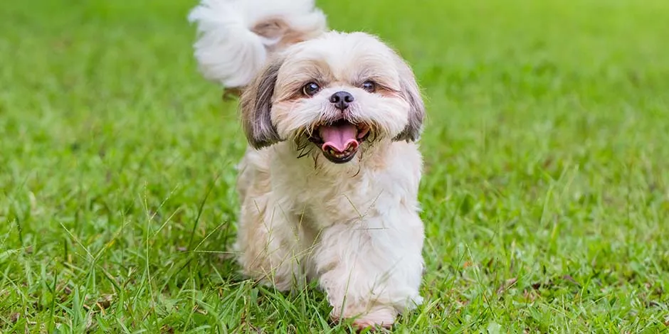 Pese a su llamativo pelaje, el shih tzu, como el de la foto, casi no produce alergia a los perros. 