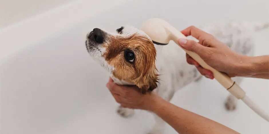 Descubre cómo bañar a un perro, tal como hacen con este Jack Russell en una bañera