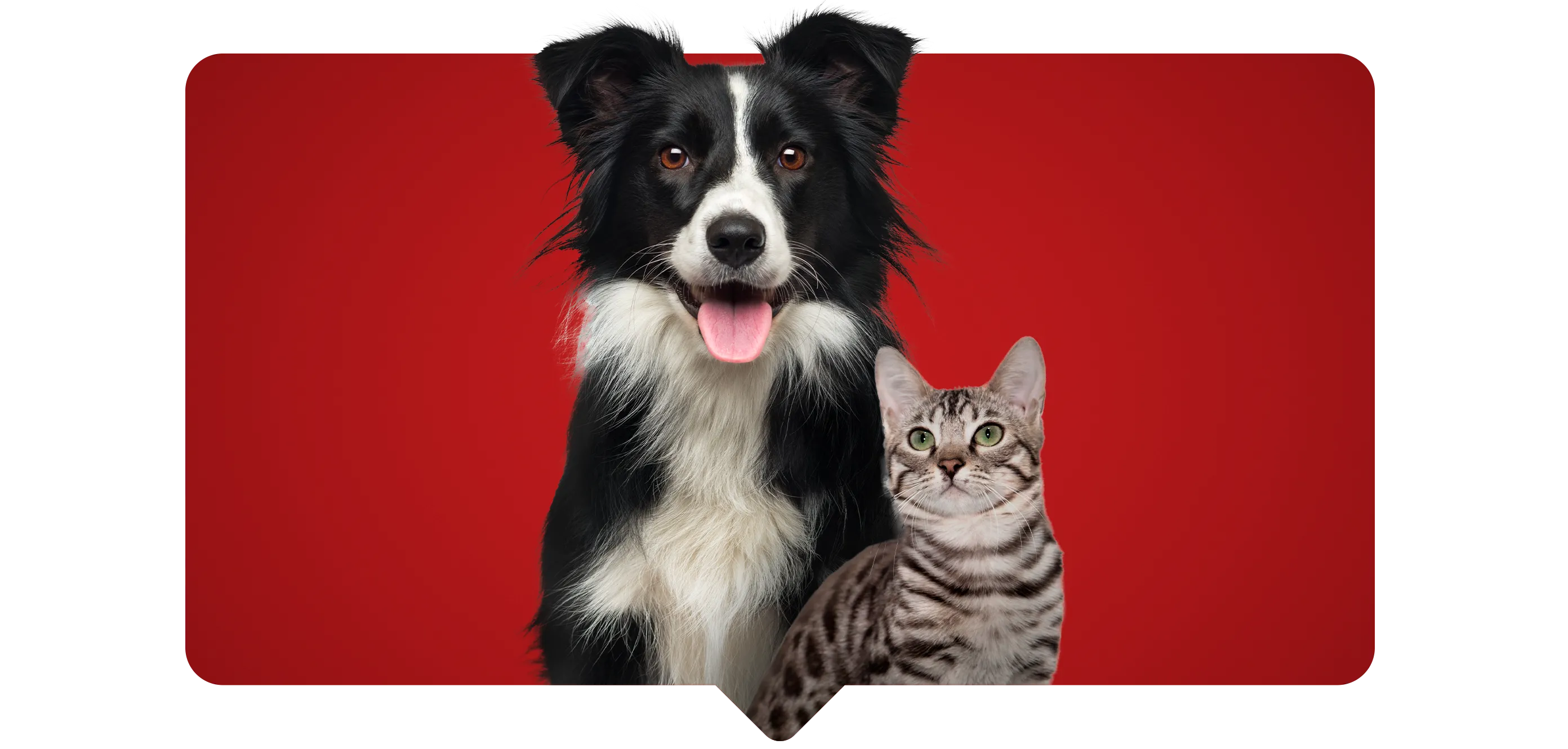 Purina One Newsletter