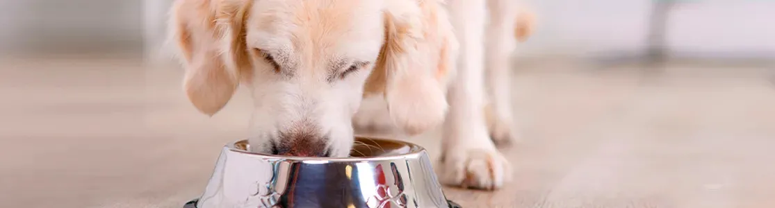 Cambio de alimento en perros. Cachorro de golden retriever  limentándose.