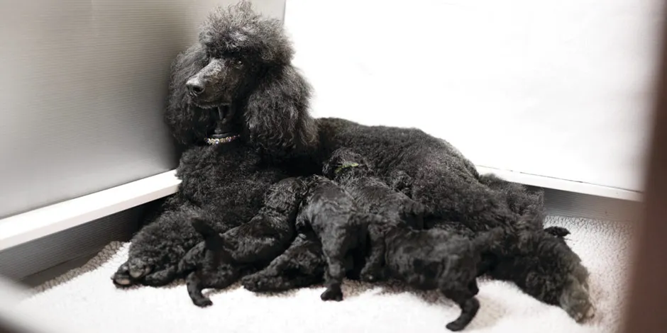 Poodle junto a sus cachorros. La alimentación para perra embarazada debe mantenerse durante la lactancia.