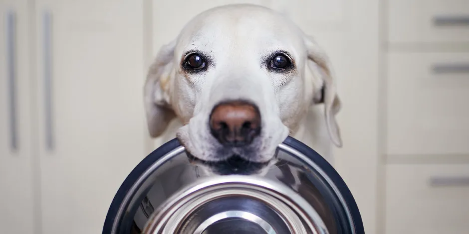 Cambio de alimento en perros. Labrador cargando su plato de aluminio en la boca.