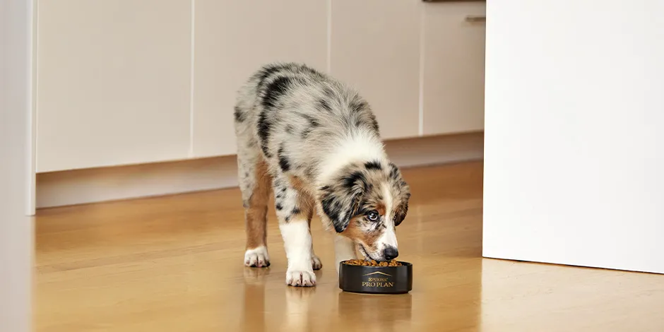 Cambio de alimento en perros. Cachorro de pastor australiano comiendo de su plato de PRO PLAN.