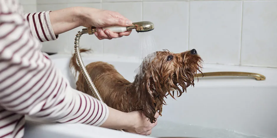 Perro marrón siendo bañado en casa. Cuida la higiene de tus mascotas y también su bienestar.