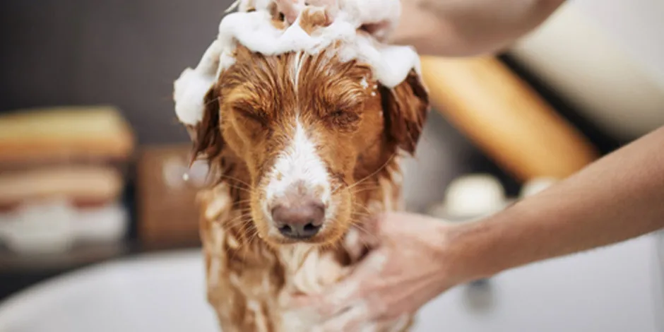El baño es sólo la base de la higiene de las mascotas. Perro café siendo bañado.