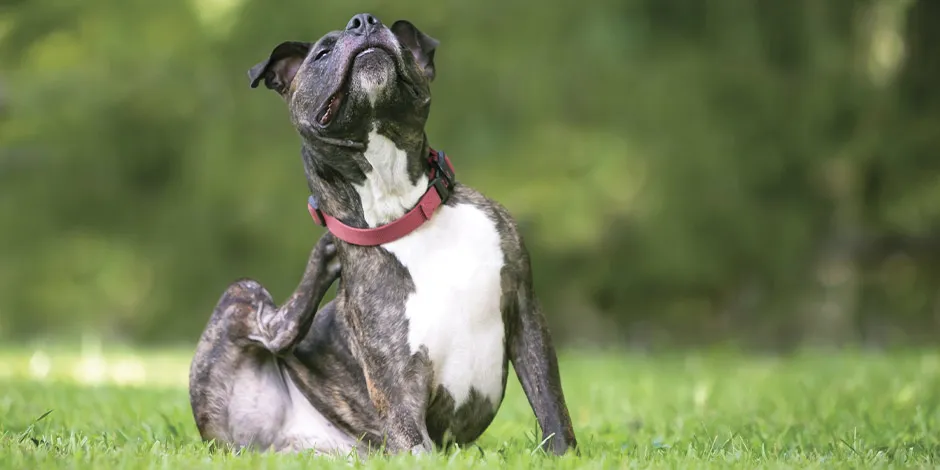 El veterinario puede sugerir que le des alimento hidrolizado para perros al tuyo, si sufre de alergias. 