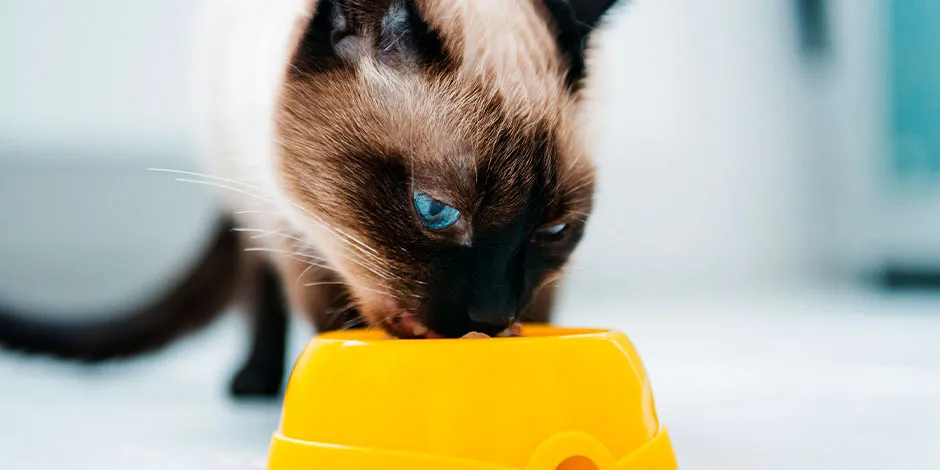 Al saber qué comen los gatos podrás nutrir adecuadamente a tu michi. Siamés comiendo de plato amarillo.