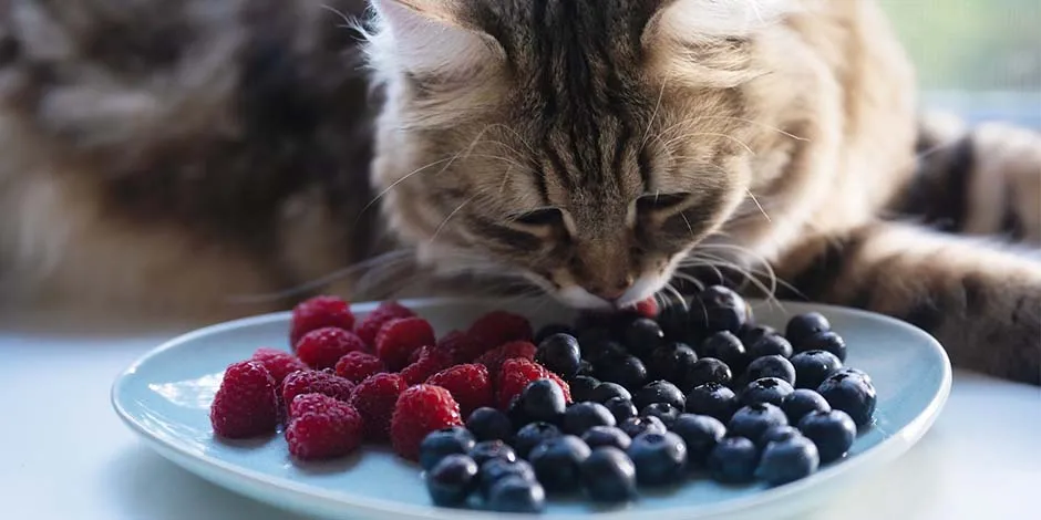 Hay ingredientes que no pueden comer los gatos y otros que sí. Gatito comiendo arándanos y frutos rojos.