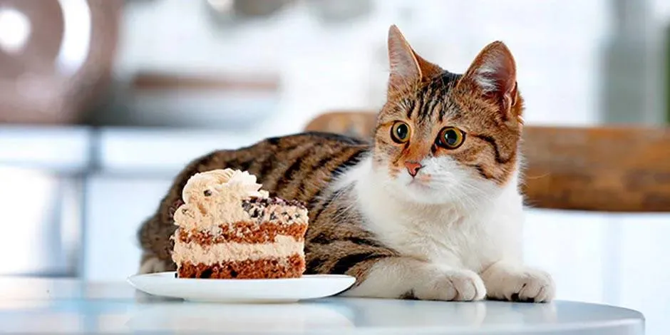 Gatito junto a un pastel de chocolate. Este es uno de los alimentos qué no pueden comer los gatos.