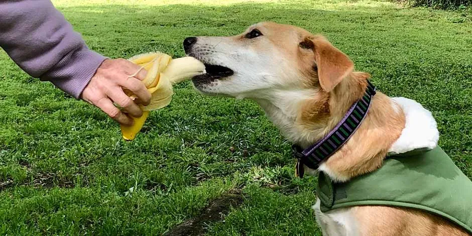 Mascota comiendo de mano de su tutor un plátano, delicioso alimento de origen natural para perros.