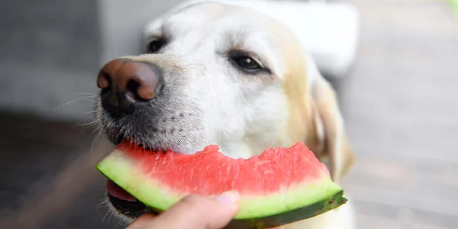 Aprende más del alimento natural para perros y mira si se adecúa a tu mascota. Labrador comiendo sandía. 