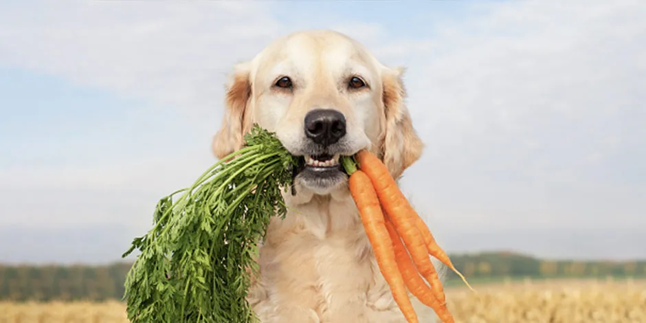 Labrador con zanahorias en su boca, un alimento natural apto para consumo en perros. 