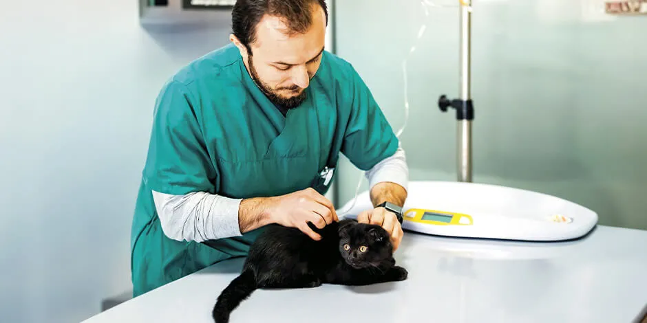 Si te preguntas “¿Por qué mi gato no toma agua?, mejor llévalo al veterinario, como en la imagen.