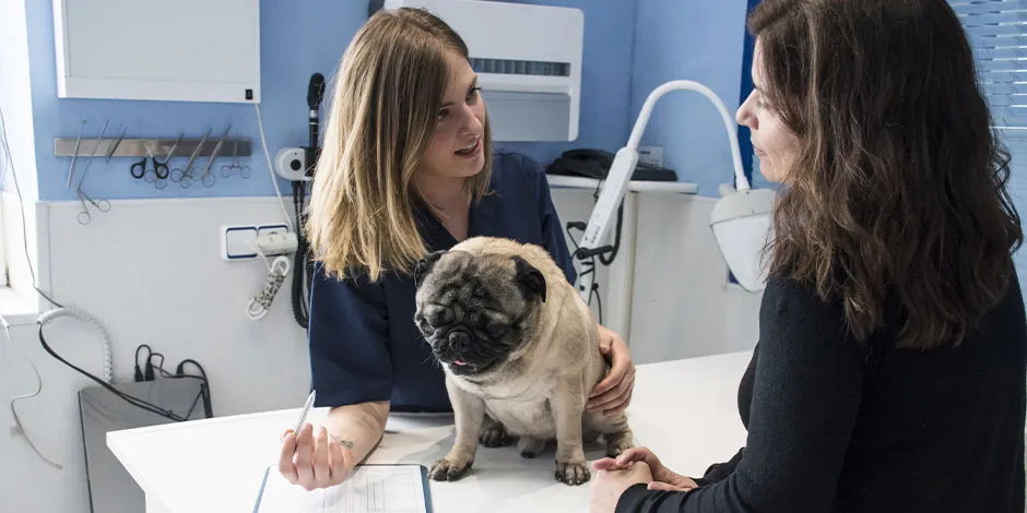 Pug enfermo con su tutora y su veterinaria. Alimento gastrointestinal para perro. 