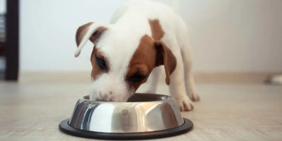 Cachorro comiendo alimento gastrointestinal para perro de su plato metálico. 