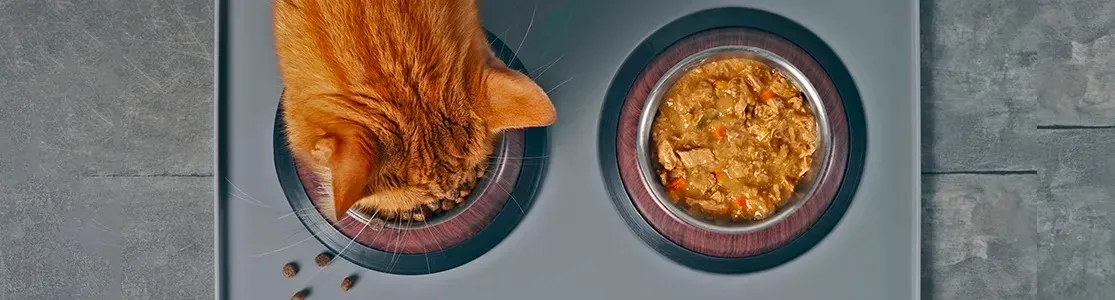 Aprende cuánta comida húmeda se le da a un gato, como este anaranjado que se alimenta con PURINA®