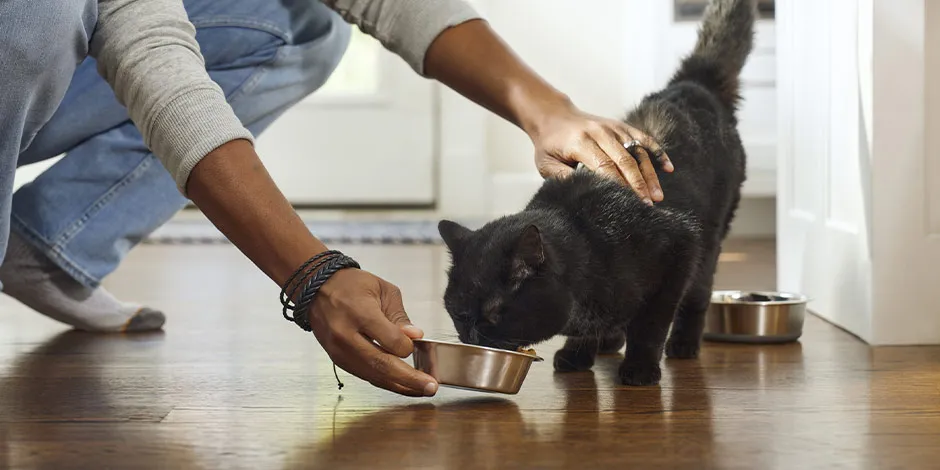 Si tienes un gato diabético, dale el alimento adecuado para su bienestar. Tutor alimentando a su michi. 