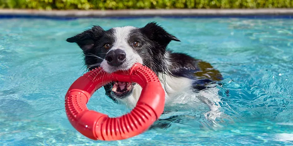 Border collie jugando en piscina. Mira qué pasa si un cachorro come comida de adulto y cuida su nutrición.