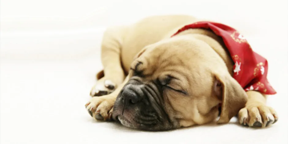 Letargo y menos energía, como en este cachorro dormilón, es lo que pasa si un cachorro come comida de adulto. 