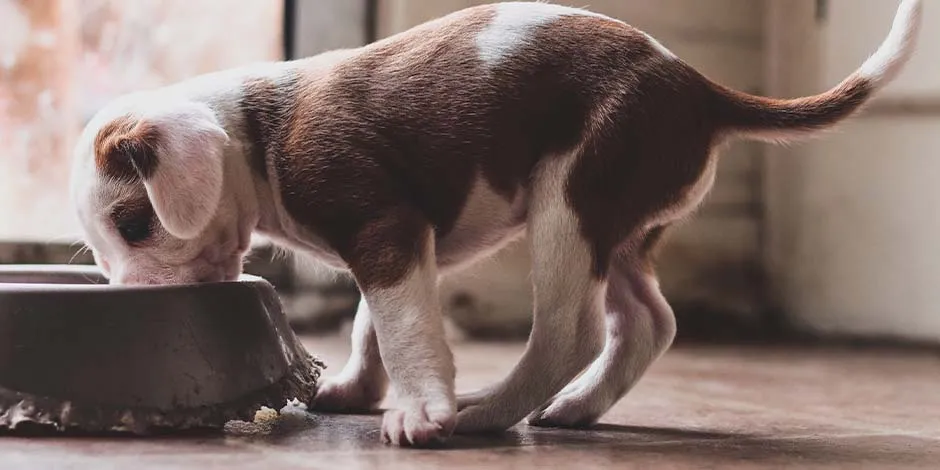 No esperes a ver qué pasa si un cachorro come comida de adulto, nútrelo como es debido. Perrito comiendo.