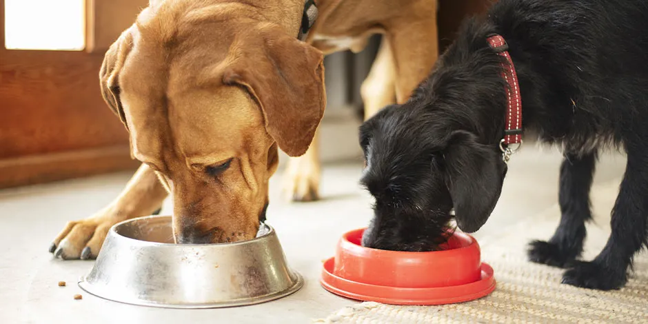 Pareja de canes comiendo su alimento renal para perro de sus comederos. 