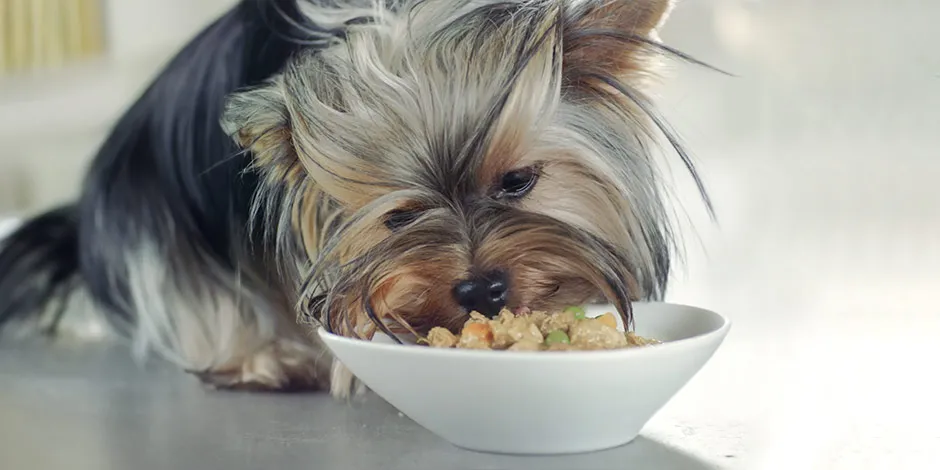 Yorkshire comiendo una alternativa de dieta blanda para perros de su comedero.