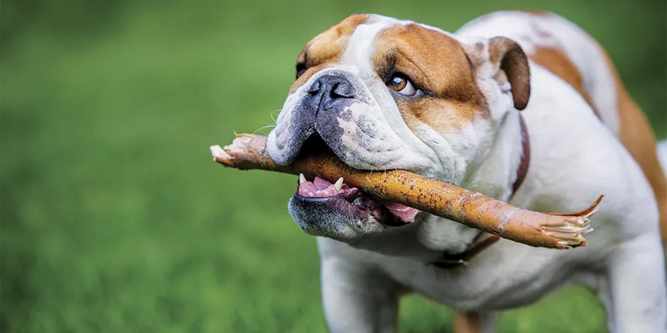 Bulldog: una de las razas propensas al sobrepeso. Nútrelo con adecuada fibra para perros para prevenirlo.