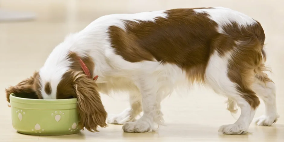 Los probióticos para perros son claves para su nutrición. Mascota comiendo con su cabeza en el comedero.