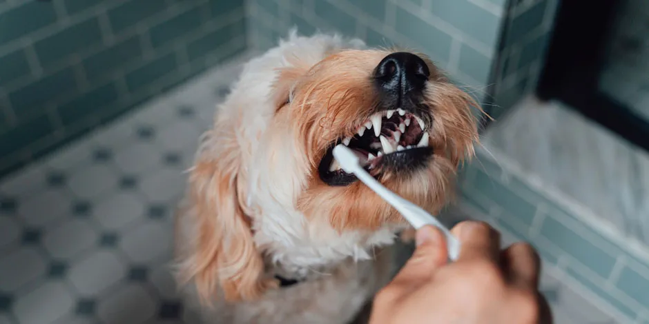 Cuidar la boca de nuestra mascota es proteger el sistema digestivo del perro. Cepillado dental canino.