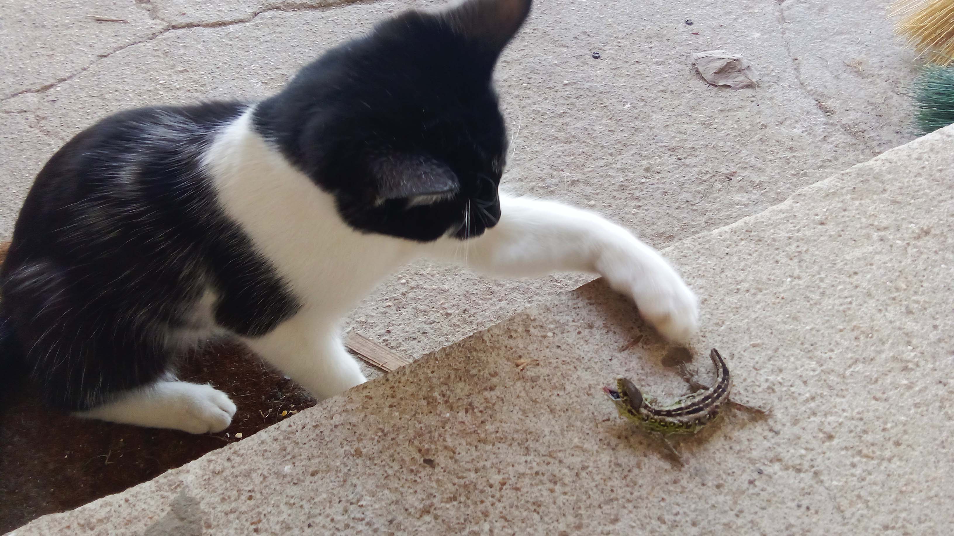 Los gatos cazan presas pequeñas como aves, reptiles y anfibios.
