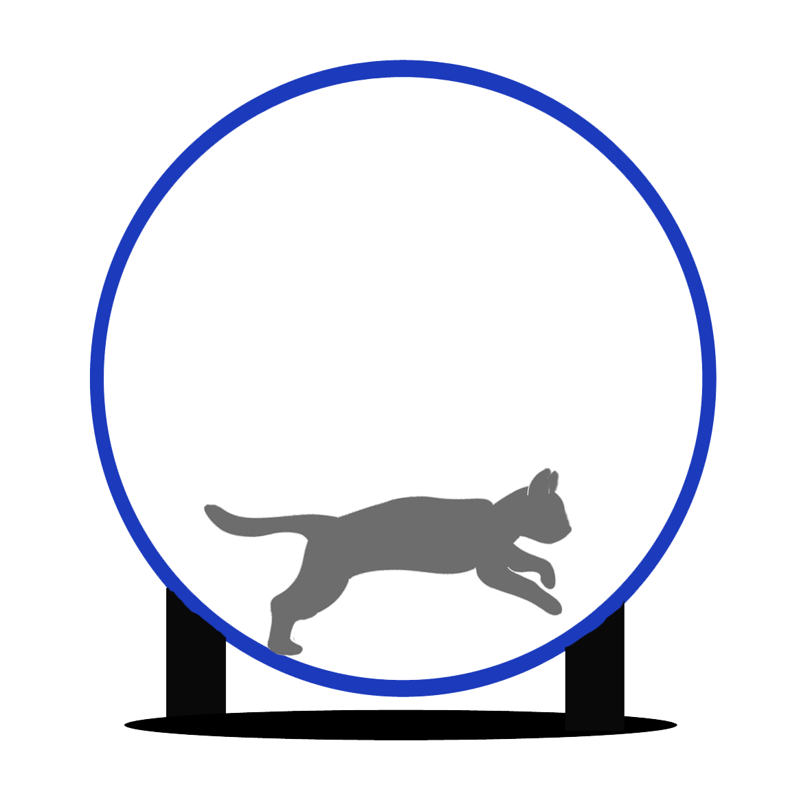 Rueda para gatos de todos los tamaños. ??