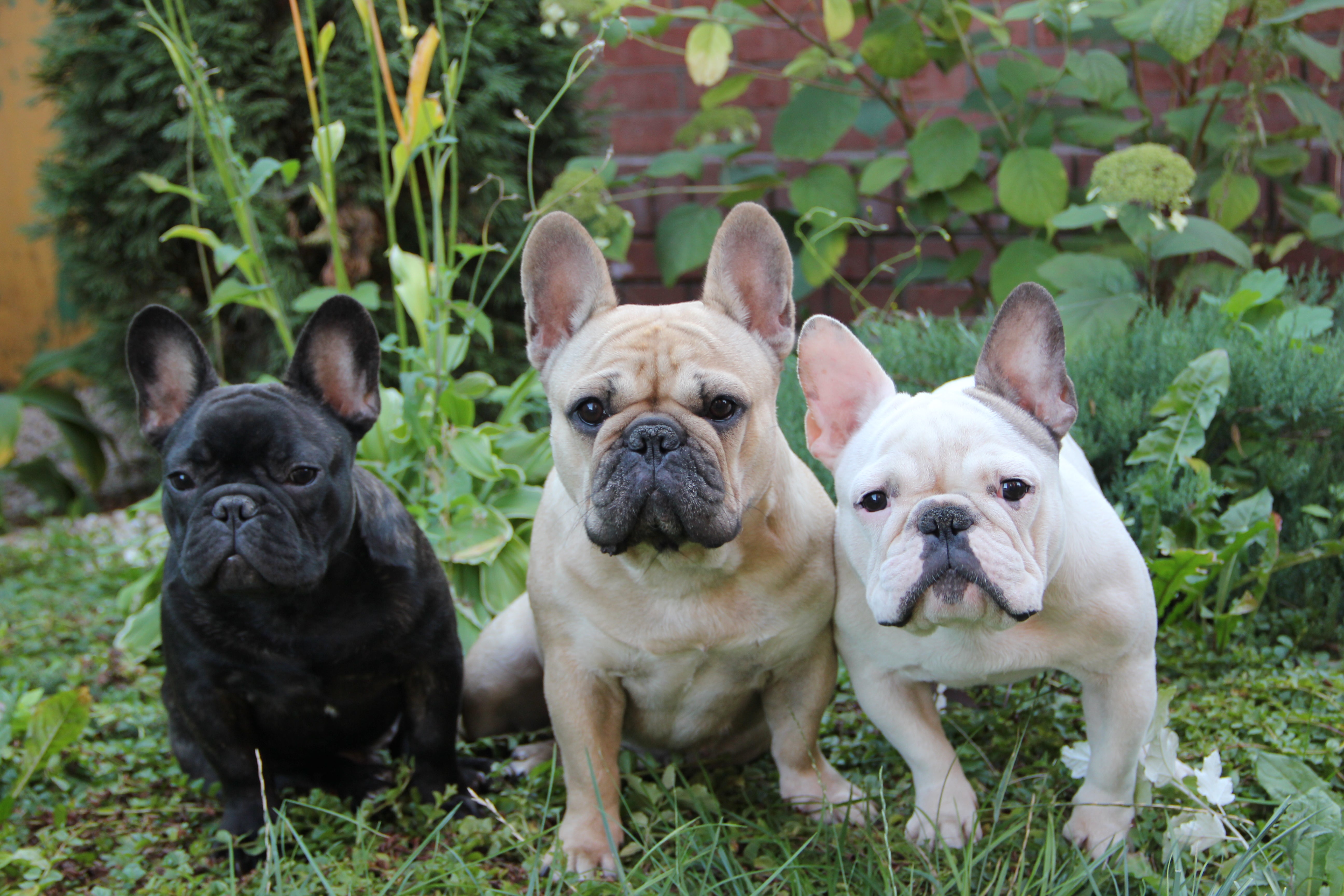 Conoce las diferencias clave de el Bulldog Francés y el Boston Terrier